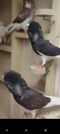 Beautiful Fancy Show Pigeons 1