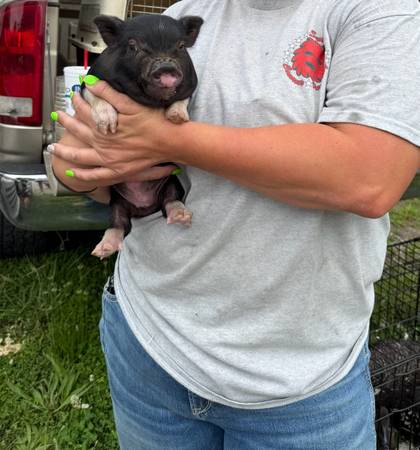 Last mini Juliana piglet 1