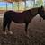 3 year old palomino blm mare 4 thumbnail