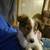 Female sheltie puppy 1 thumbnail