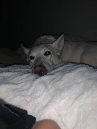 Need to rehome my white German Shepherd63671572845825122