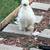 Silkies 3 thumbnail