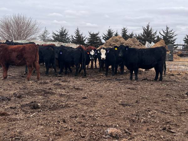 55 BRED HEIFERS 1