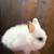 Baby bunnies lionhead 5 thumbnail