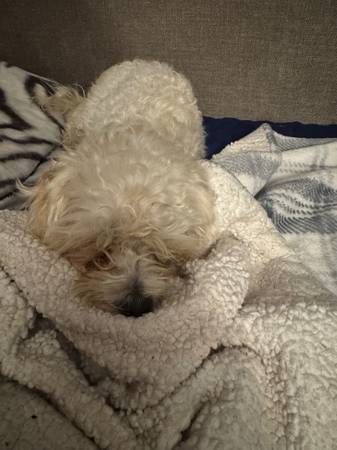Puppy poodle (Alhambra)63819140423299122