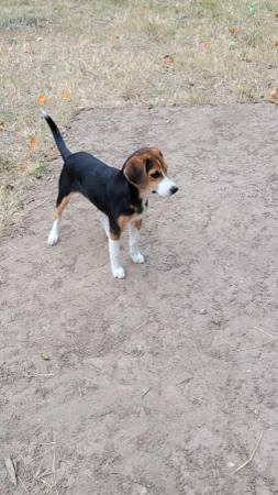 6 month female beagle (Odessa)63791636259201122