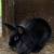 Rabbit Rabbits Bunny Bunnies Conejo Conejito 1 thumbnail
