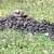 Donkey Manure Compost *Reserve* 2 thumbnail