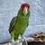mexican Red Head amazon parrot 1 thumbnail