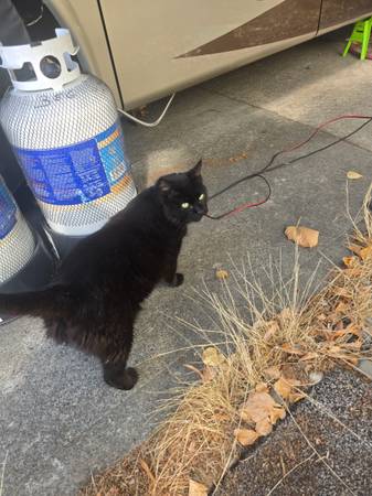 Gato dulce abandonado por su dueño-Gratis63842373920897123