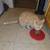 Ginger Tabby Male Cat (Vaccinated & Spayed) 5 thumbnail