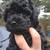 2 puppies left  there is mom and dad in the picture 3 thumbnail