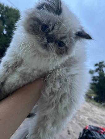 PERSIAN HIMALAYAN KITTEN FEMALE (Tumwater)63853558736769120