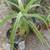 Young Aloe Trees 1 thumbnail