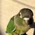 Baby Green Cheek Conure 4 thumbnail