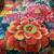 Bright Colored Flower Print Bedspread and Pillow Shams 3 thumbnail