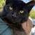 Kitten Adoption Event Oct 2nd 4 - 7 pm - @ The Black Cat 7 thumbnail