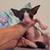 Cornish Rex Kittens 8 thumbnail