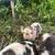 Kunekune Piglets 4 thumbnail