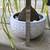 A large healthy and lovely ponytail palm plant 3 thumbnail