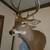 8 point White Tail Shoulder Mount 4 thumbnail