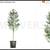Live Bald Cypress Tree 1 thumbnail