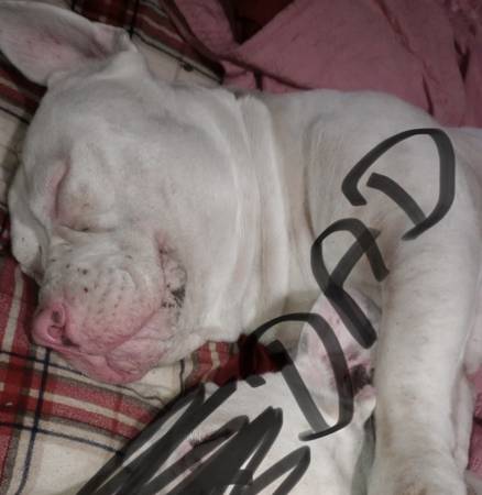 Bulldog puppies (Kingsland ga)63682121356931124