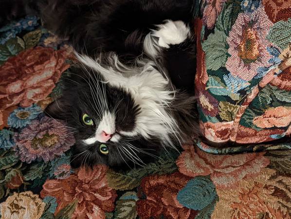 Gato perdido cerca de Ventura LN CP (Central Point)63509424754051122
