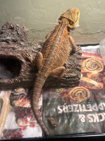 Hembra hermosa Dragón Barbudo63850258238979120