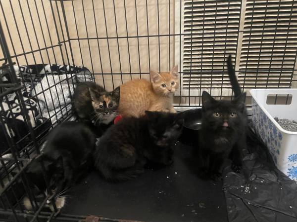 8 week old kittens 1