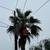 BEST Tree Service - Palm Removal / Trimming (Contractor Licensed) 16 thumbnail