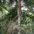 Teddy Bear palms //// DYPSIS leptocheilos --- 5/7/15 gallon 3 thumbnail