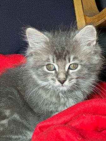 ¡Cinco adorables y mullidos gatitos grises buscan un nuevo hogar amoroso! (Portland)63842530489729120