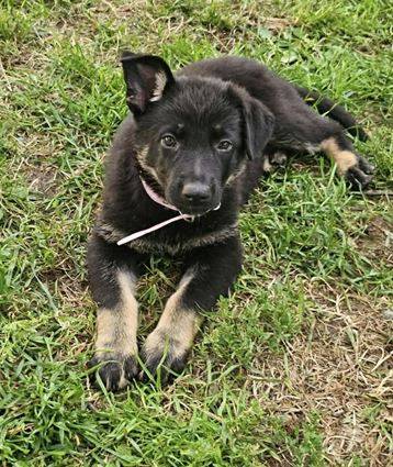 Cutest Shepherd puppies 1
