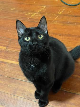 Rehoming my cat due to moving (Providence)63670004591233122