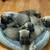 Cane Corso 5 thumbnail