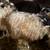 Icelandic Sheep 7 thumbnail