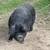 KuneKune and American Guinea Hogs, prices vary-$200 16 thumbnail