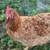 Laying hens 2 thumbnail