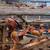 Mandarin ducks exotic wild waterfowl cold hardy! 15 thumbnail