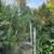 SHRUB REMOVE SERVICES WE HAVE THE RIGHT TOOLS 7 thumbnail