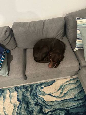 Rehoming 5 meses labrador chocolate (Jacksonville)63682033401473120