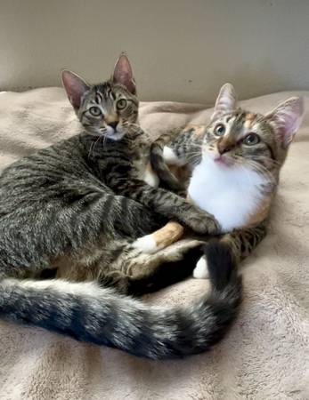 Two beautiful kittens to a good home - fixed and vaccinated63679254921603120