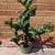 Cacti Cactus  Nice Gift! 8 thumbnail