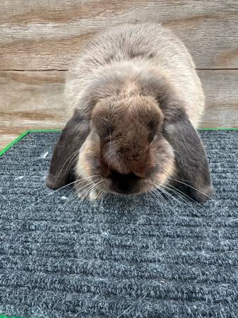 Mini lop bunnies (Hampton)63882831950337124