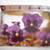 Pansy Flowers 3 thumbnail
