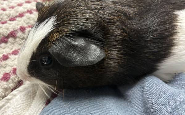 Silkie mix baby guinea pigs & Abyssinian male looking for loving home! (Brooklyn)63690314772097122