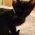 Black kittens 1 thumbnail