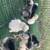 Polish Chicks 2 thumbnail