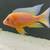 African Cichlid Peakcock's & Haplochromis Nyererei Juvenile Fish 18 thumbnail